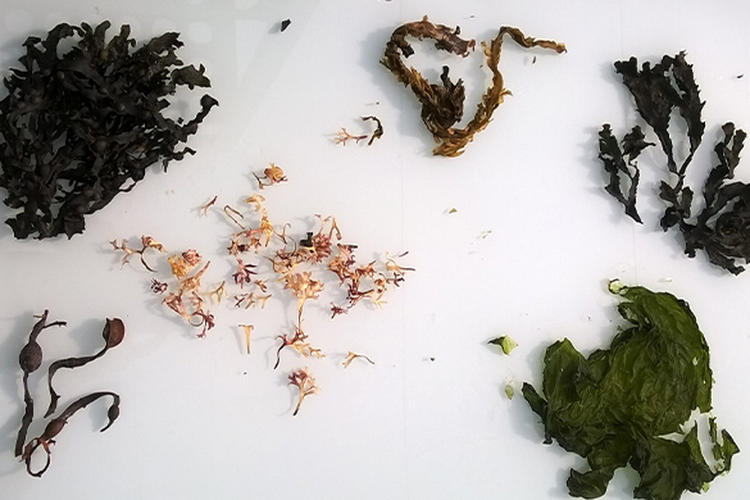 différentes variétés d'algues de l'île de ré