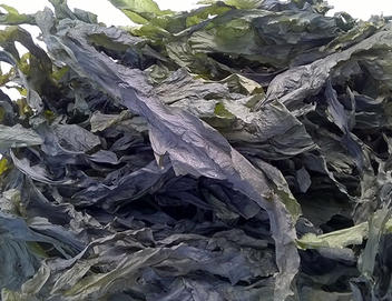 L'algue de l'île de ré wakamé, avec son goût sensiblement pareil à celui de l'huître est en vente dans la boutique Algorythme